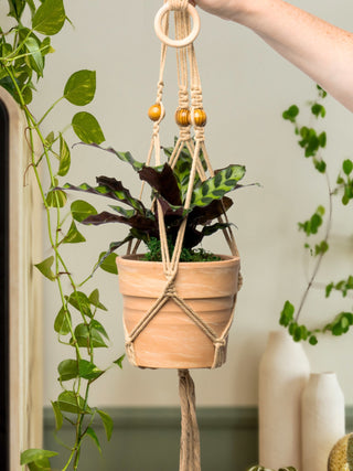 Macrame Plant Hanger