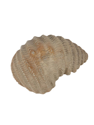 Stoneware Shell Dish Cockle