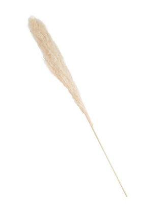 Pampas Grass