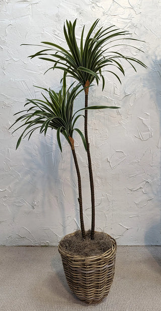 2-Branch Sago Tree