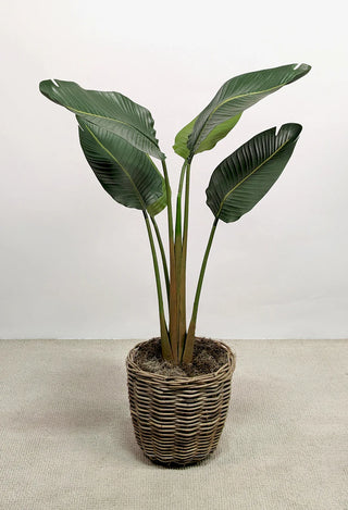 Banana Plant
