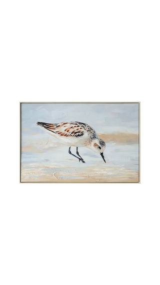 Coastal Sandpiper