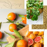 Mandarin Coriander Hard-Working Hand Cream