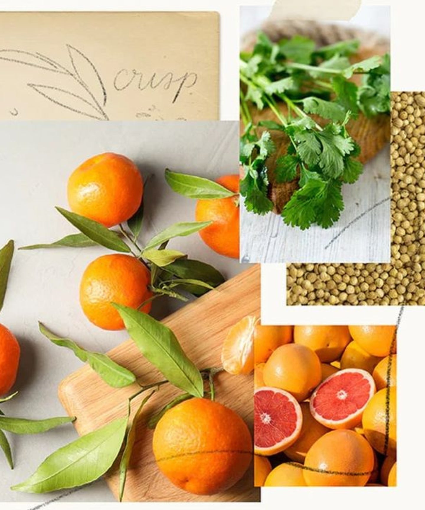 Mandarin Coriander Hard-Working Hand Cream