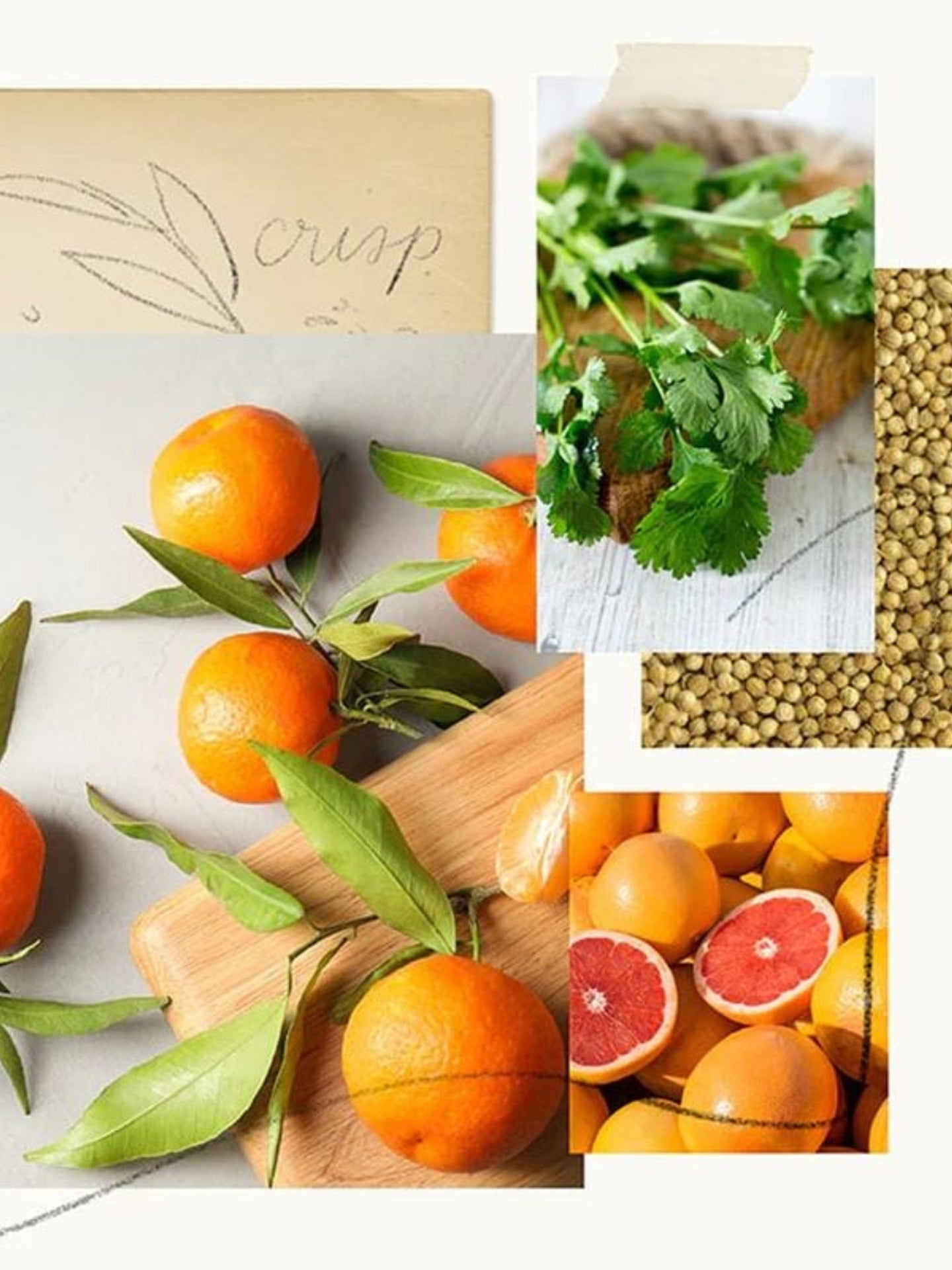 Mandarin Coriander Hard-Working Hand Cream