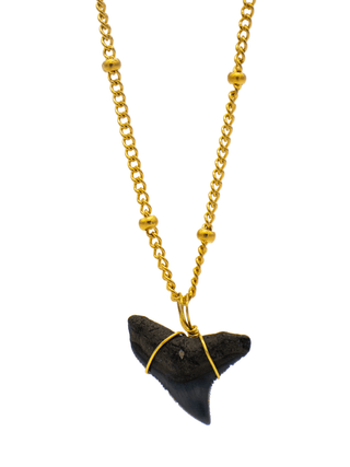 Shark Tooth Necklace