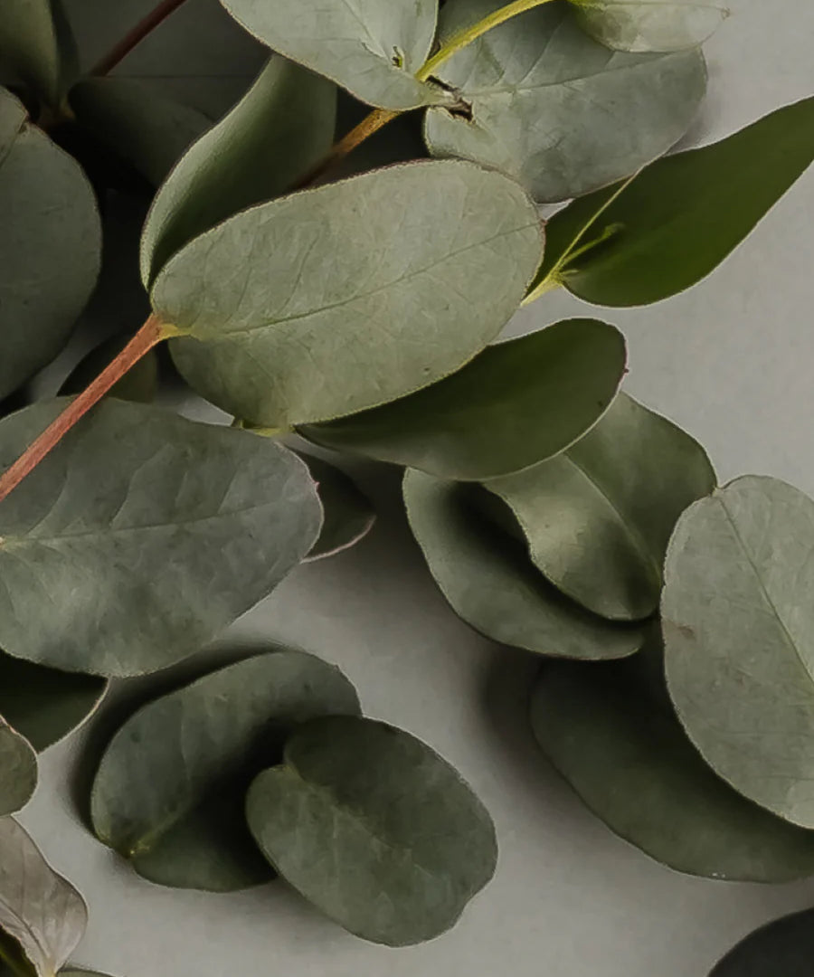 Eucalyptus - Pura Diffuser Refill