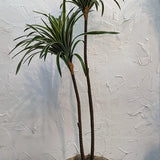 2-Branch Sago Tree