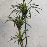 3-Branch Sago Tree