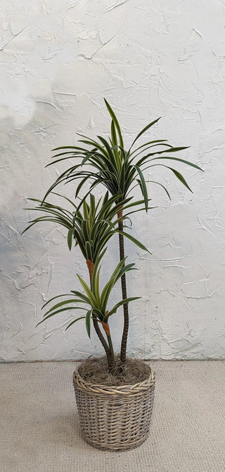 3-Branch Sago Tree