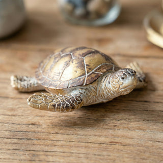 Gold Sea Turtle