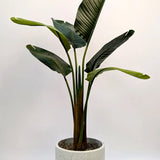 Palm In Urban Terrazzo