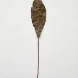 Plaster Finish Faux Leaves