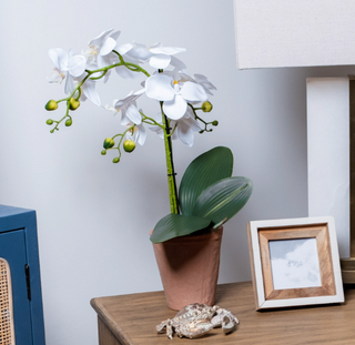 White Orchid Terra Cotta Pot