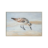 Coastal Sandpiper