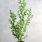 Eucalyptus Bunch