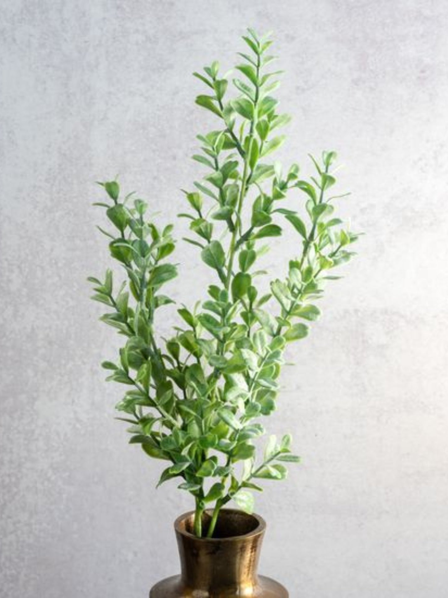Eucalyptus Bunch