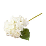 White Hydrangea Stem