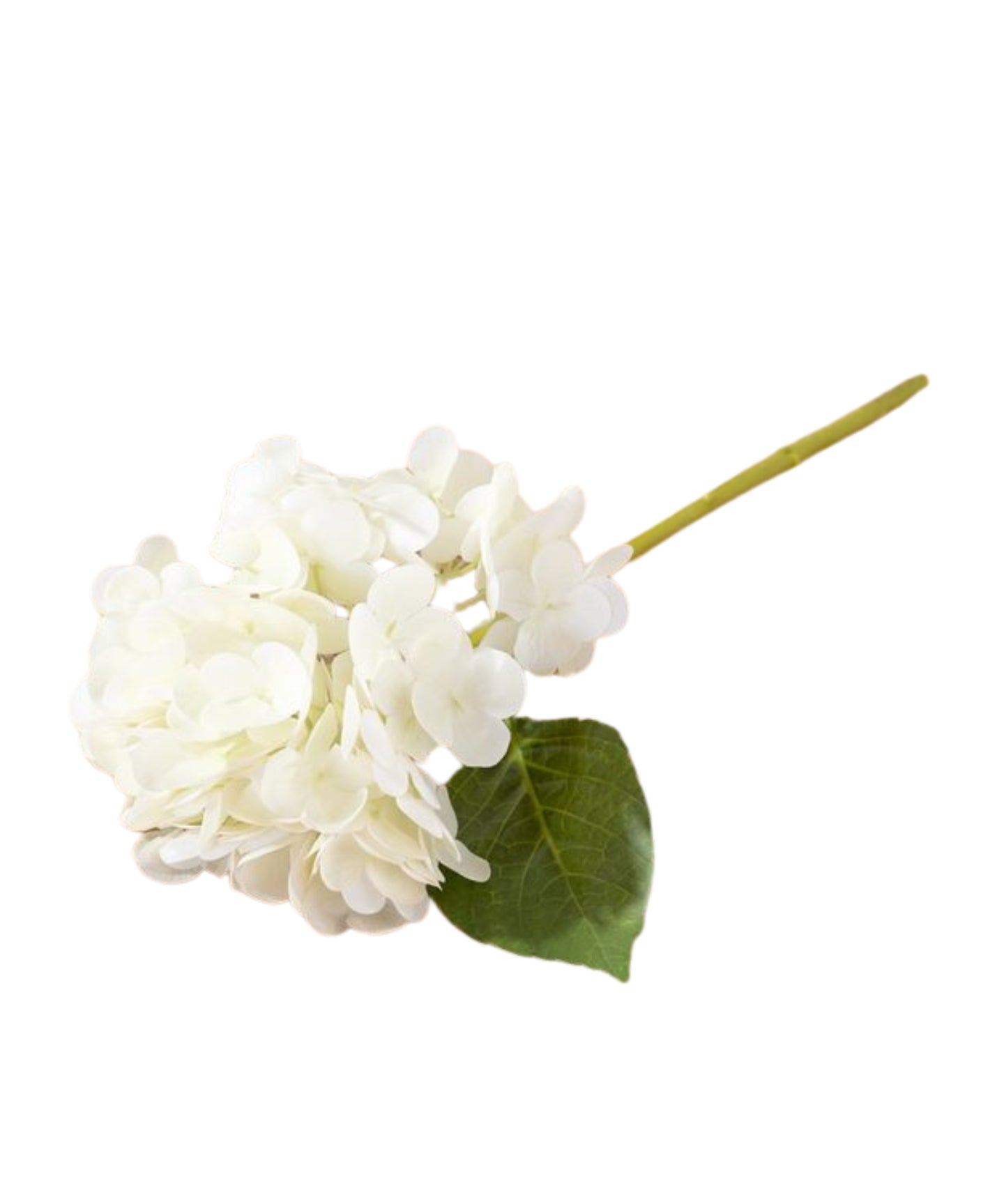 White Hydrangea Stem