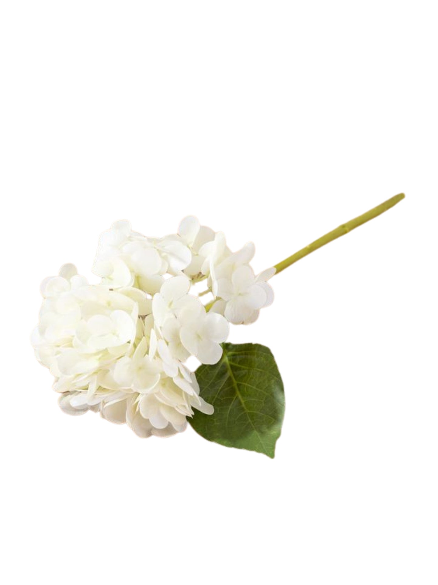 White Hydrangea Stem