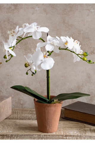 White Orchid Terra Cotta Pot