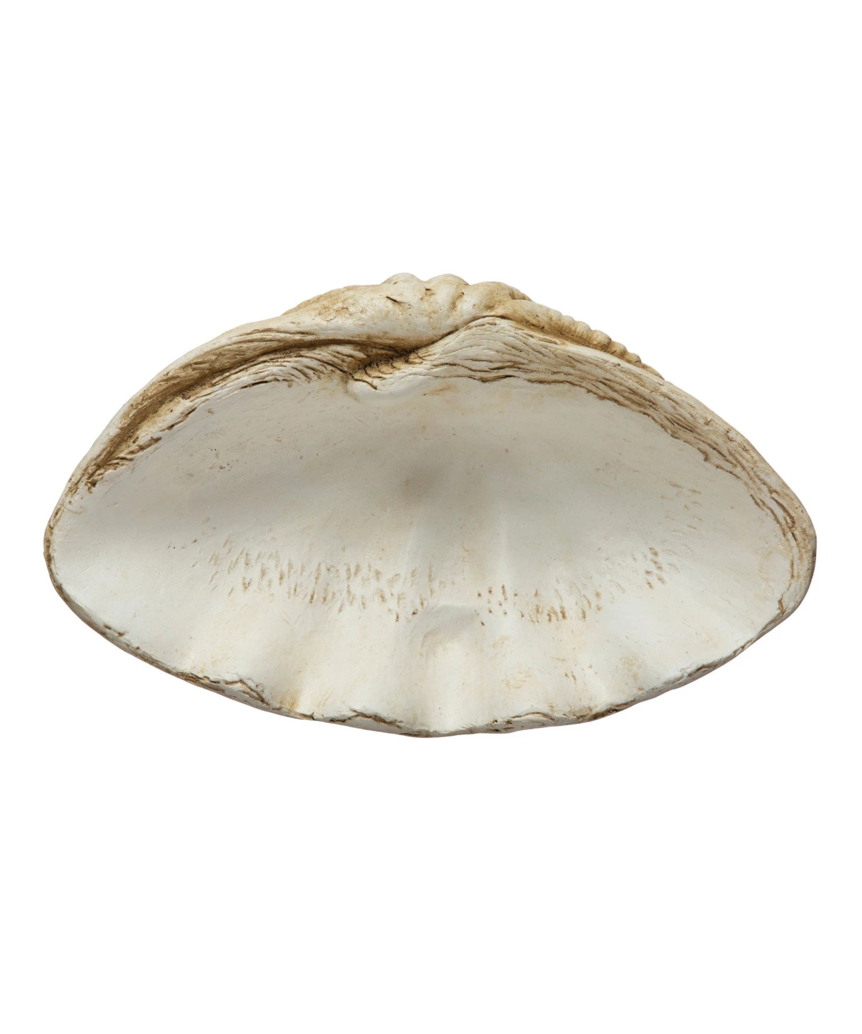 Clamshell Decor 