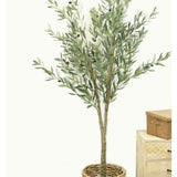 Olive Tree