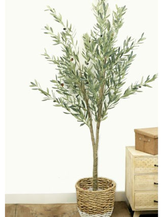Olive Tree